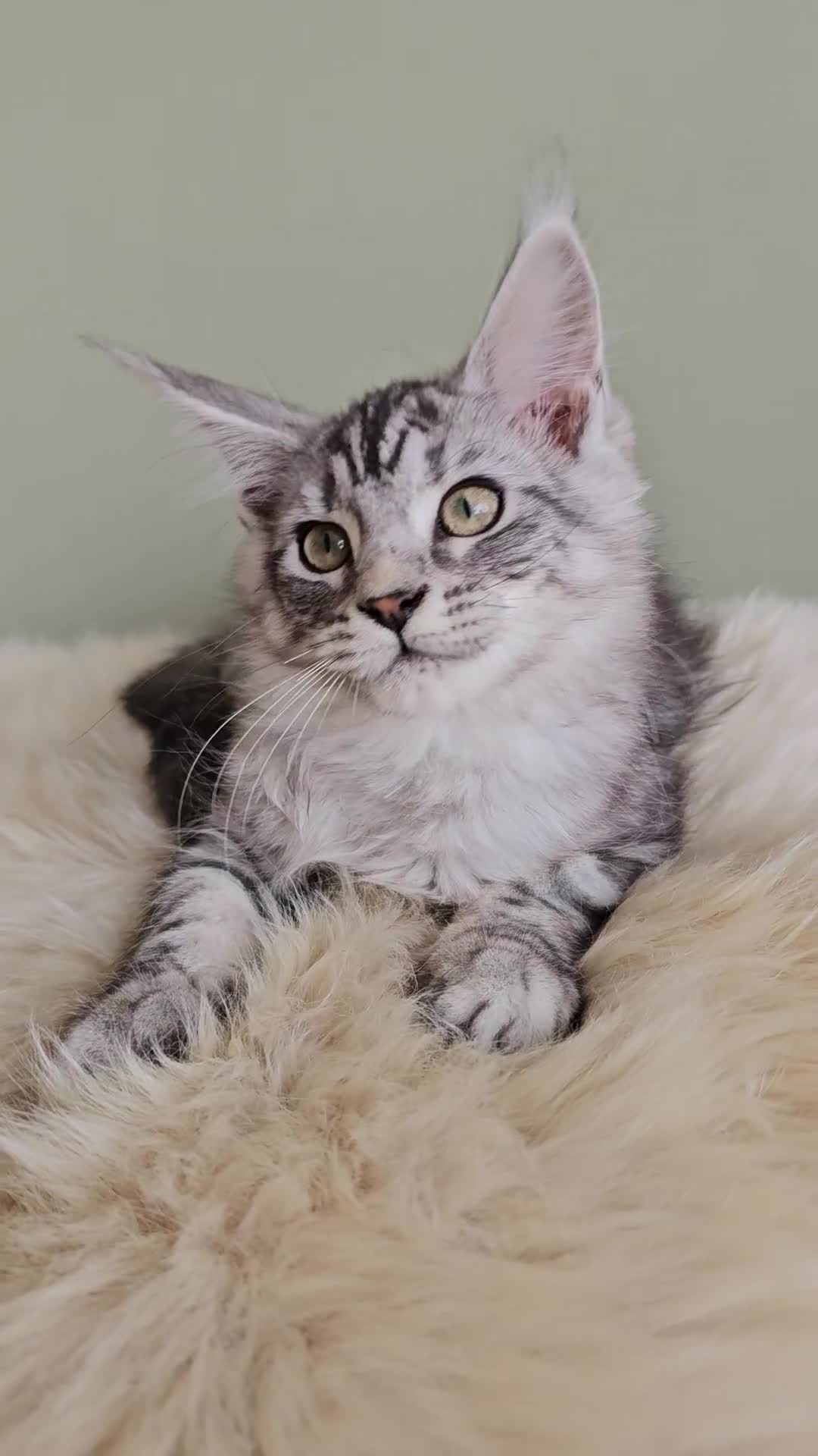 Maine Coon cats for sale: Stunning Maine Coon kittens  - Video 1