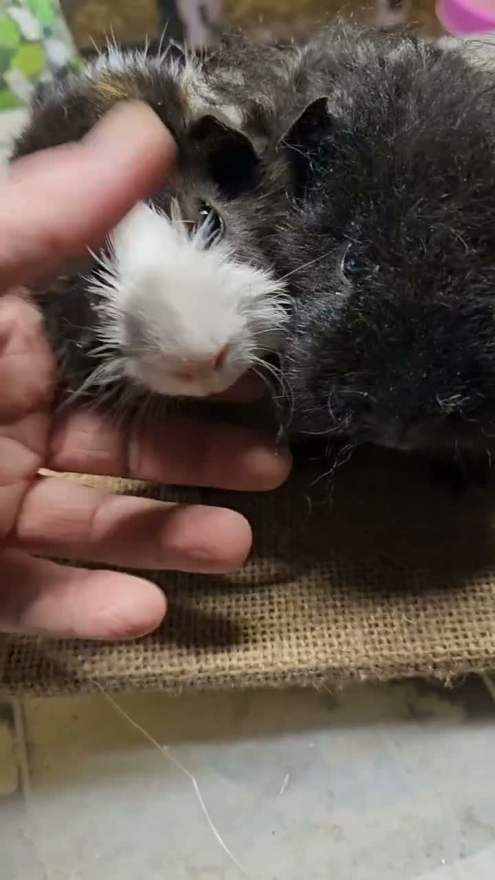 Guinea Pig rodents for sale: Beautiful well handled baby boys guinea pigs  - Video 1