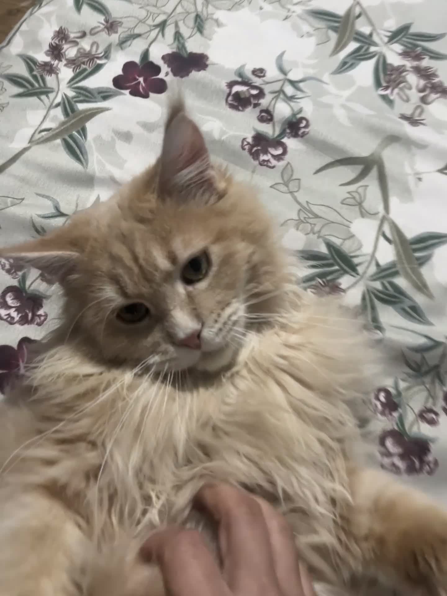 Maine Coon cats for sale: 2 boys (PET ONLY) - Video 4