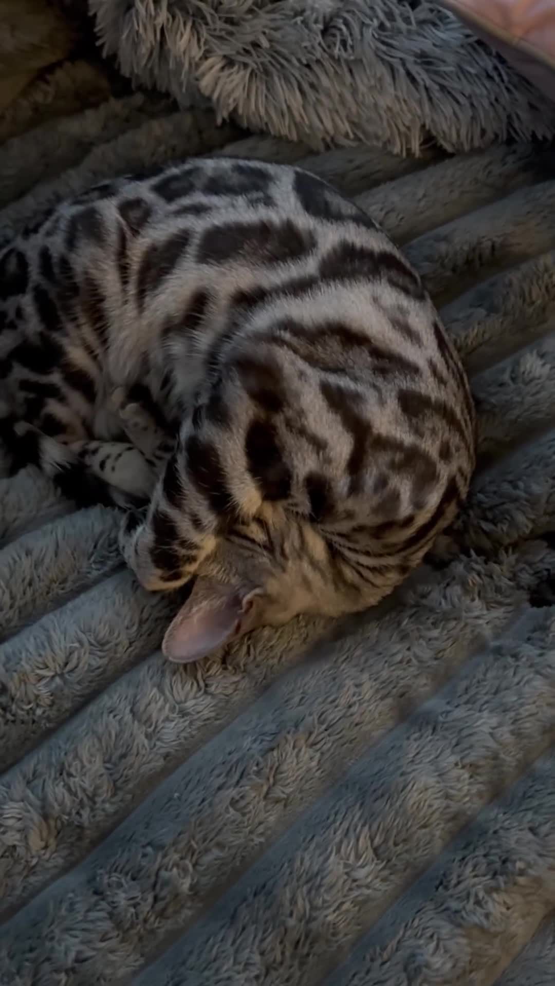 Bengal cats for sale: Silver rosetted Bengal🐆 - Video 2