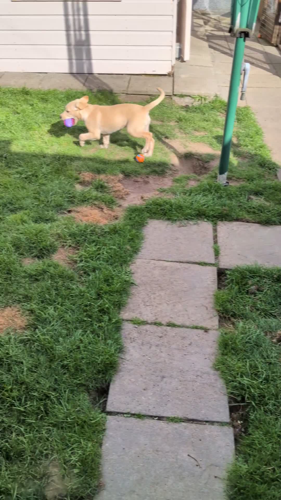 Labrador Retriever dogs for sale: Last litter Golden Retriever  - Video 1