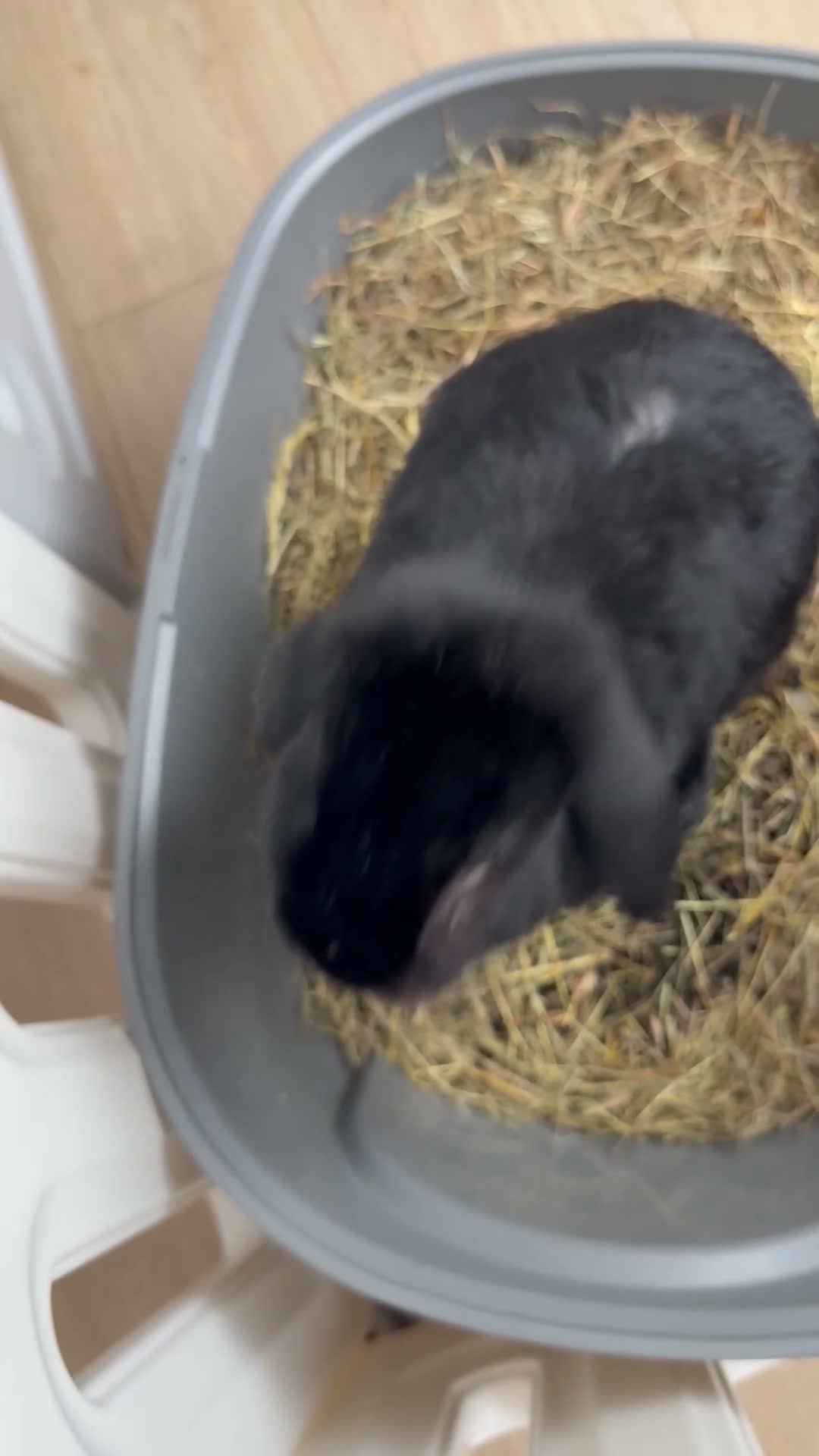 English Lop rabbits for sale: 1 year old lop  in Maidenhead - Video 1