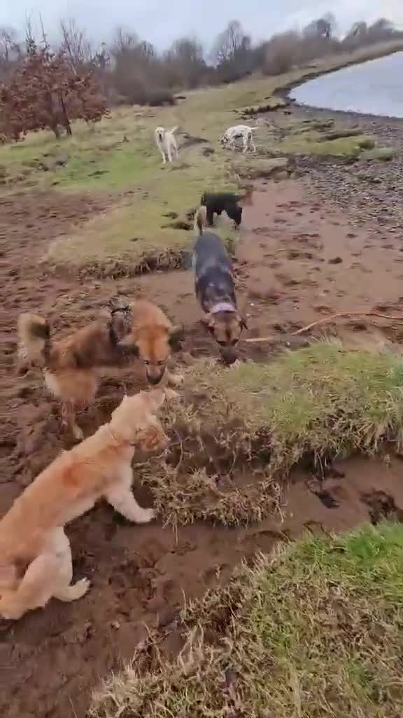 German Shepherd dogs for adoption: 💔JIM IS STILL WAITING..HE DOESN’T UNDERSTAND WHY  - Video 1