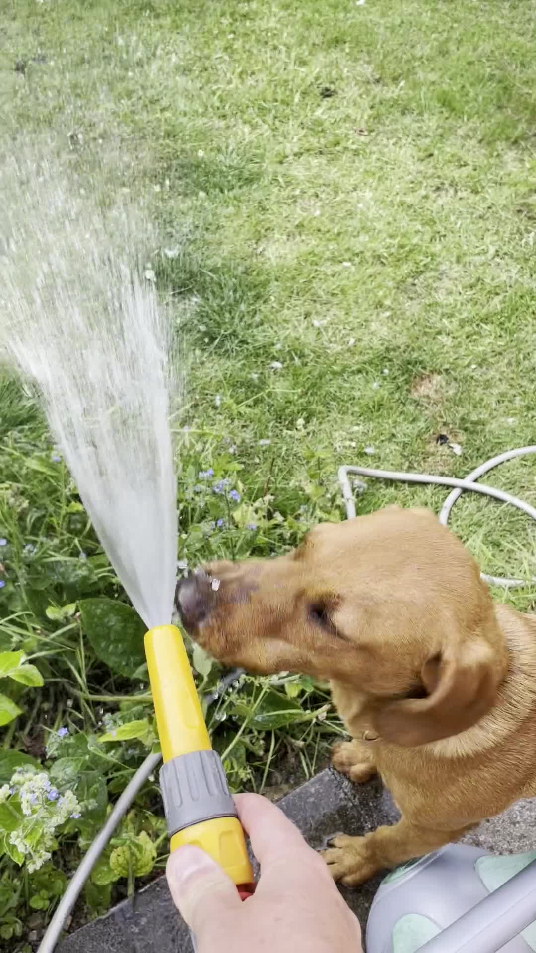 Labrador Retriever dogs for sale: KC Registered, Fox Red Labrador Retriever Puppies - Video 1