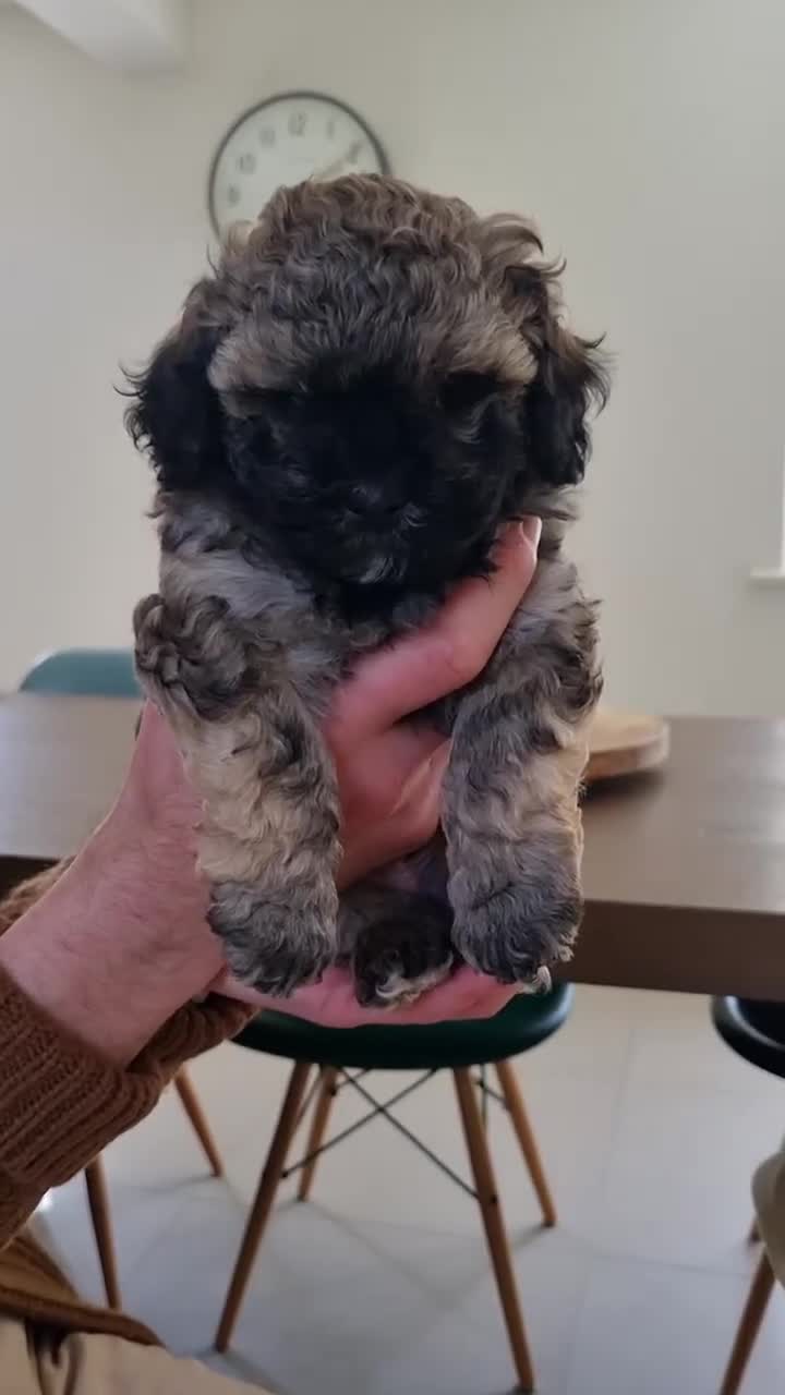 Maltipoo dogs for sale: Rare F2 Toy Maltipoos, DNA Clear + Basic Training - Video 1