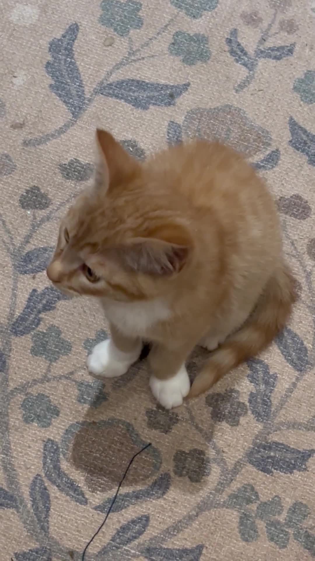 Mixed Breed cats for sale: LAST KITTEN READY TO LEAVE!! Maine coon cross! - Video 1