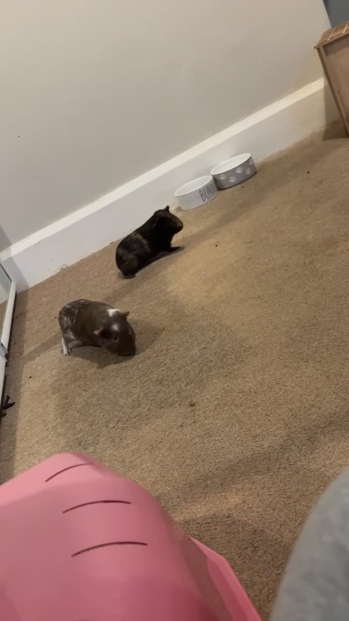 Guinea Pig rodents for sale: Male Guinea Pig  in Exeter - Video 1