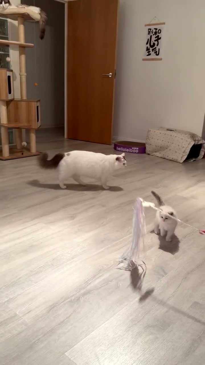 Ragdoll cats for sale: Purebred Ragdoll Kitten in Cardiff - Video 3