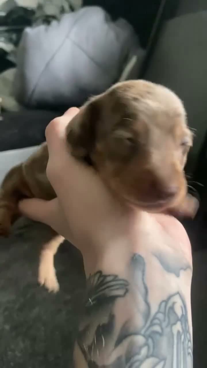 Miniature Dachshund dogs for sale: Miniature Dachsund puppies  - Video 1