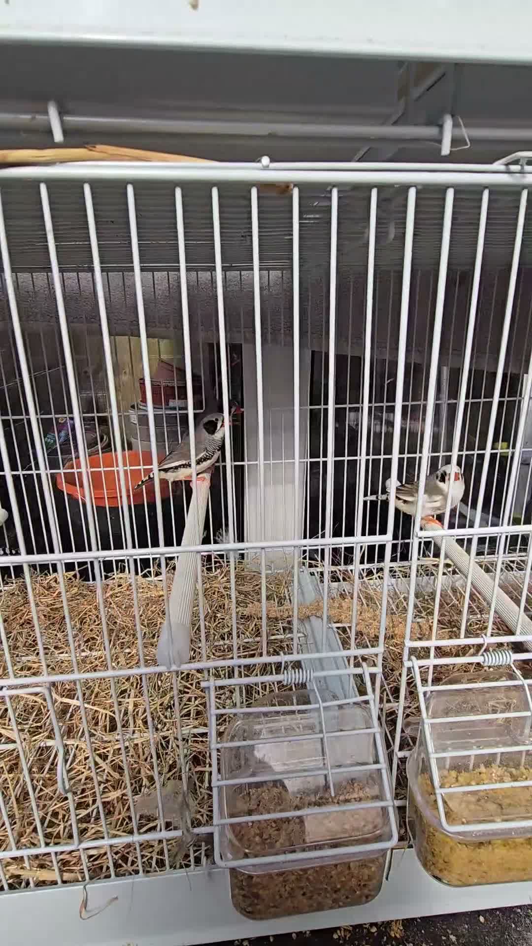 Finches birds for sale: Zebra finches in Cardiff - Video 1