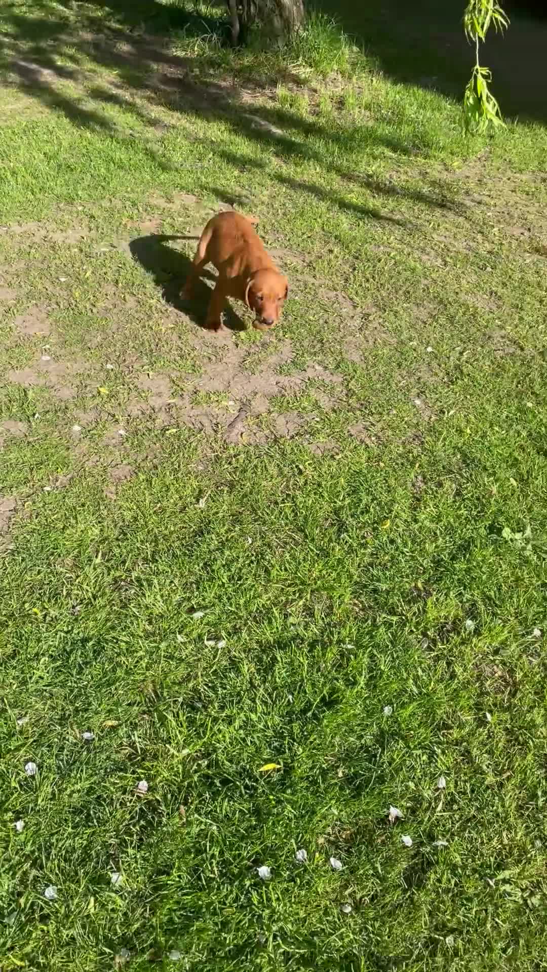 Labrador Retriever dogs for sale: Dark Girl Fox Red Labrador For Sale - Video 2