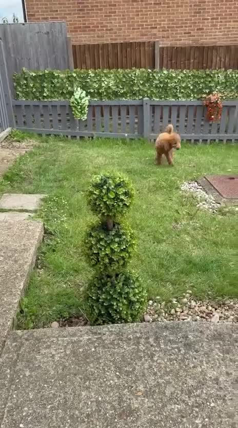 Cockapoo dogs for sale: Cockapoo puppy - Video 1