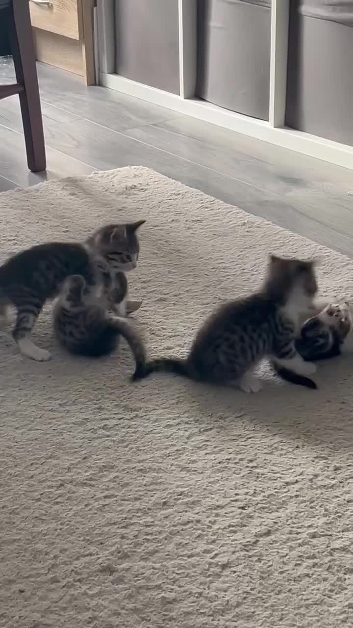 Mixed Breed cats for sale: 3 beautiful tabby kittens remaining 🥹 - Video 2