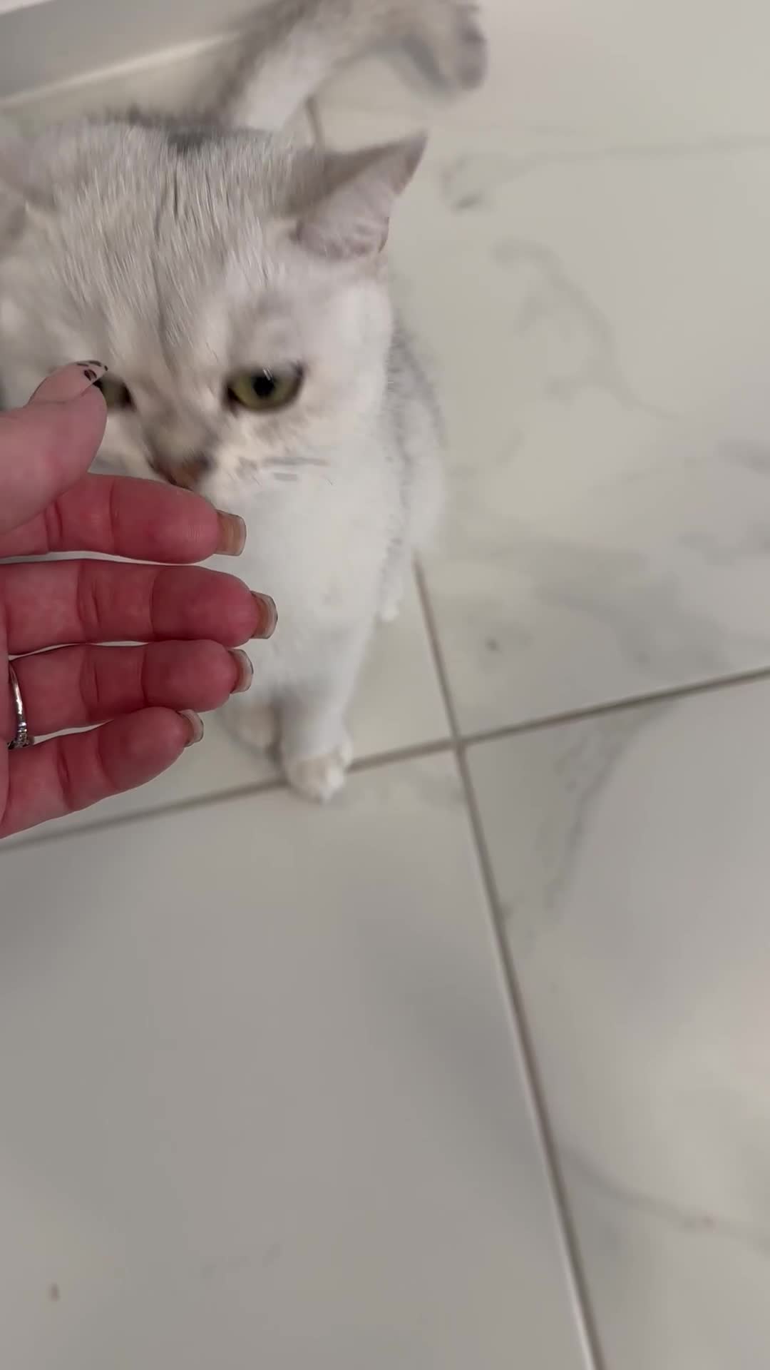 Scottish Fold cats for sale: Beautiful Scottish/British girl - regretful sale - Video 1