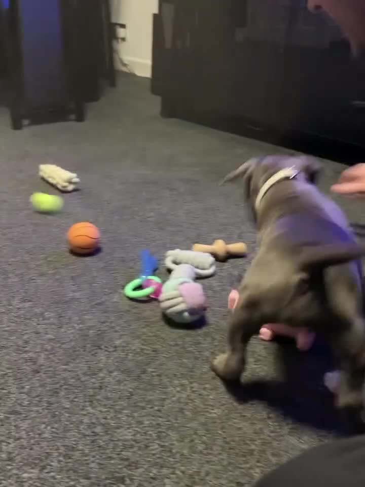 Staffordshire Bull Terrier dogs for sale: Beautiful Staffordshire Bull Terrier puppies in Manchester - Video 1