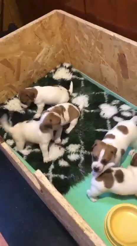 Jack Russell dogs for sale: Beautiful Jack Russell litter  - Video 2