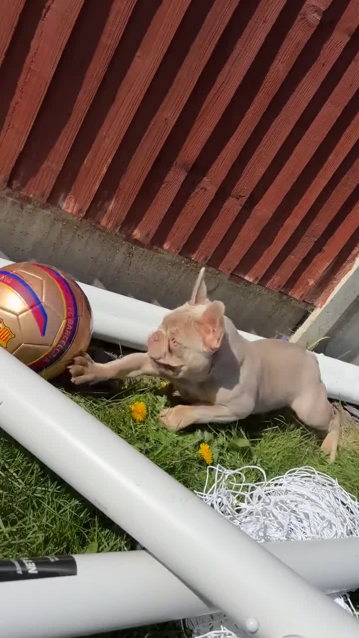 French Bulldog dogs for sale: Beautiful frenchie in need for a loving home  in Ilkeston - Video 1