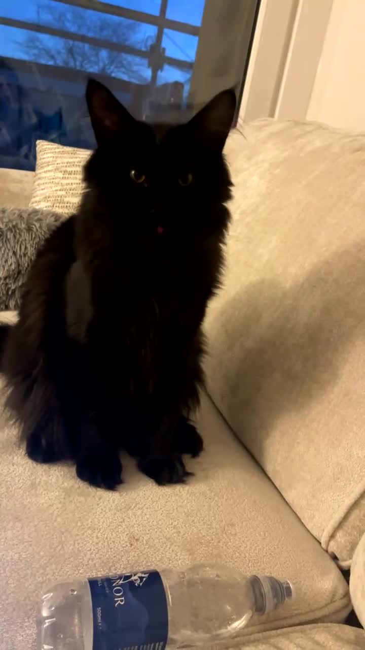 Maine Coon cats for sale: Maine coon kitten - Video 2