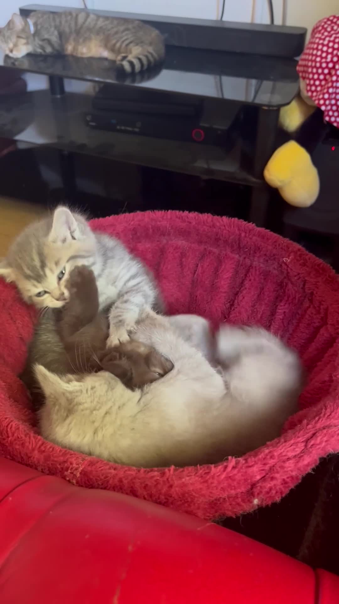 Ragdoll cats for sale: Gorgeous ragdollX British shorthair kittens  - Video 2