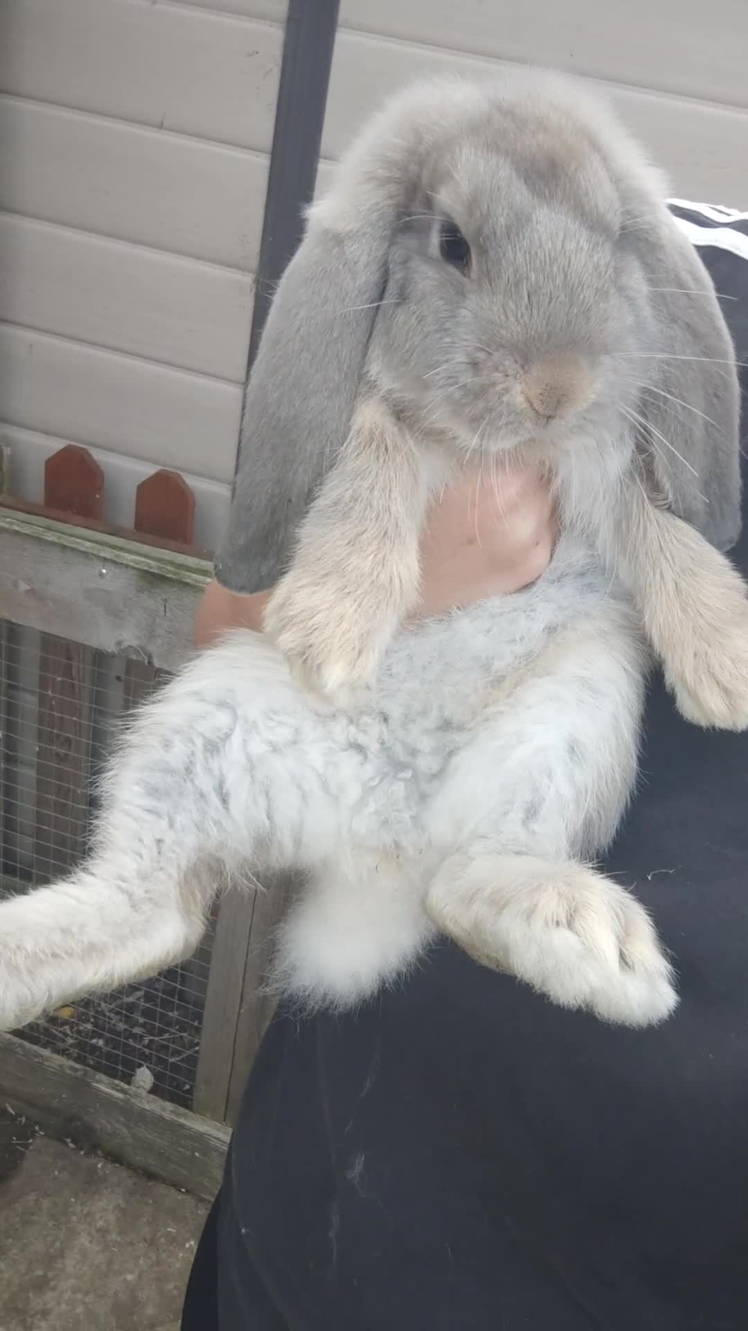 French Lop rabbits for sale: Beautiful french lop boy - Video 4