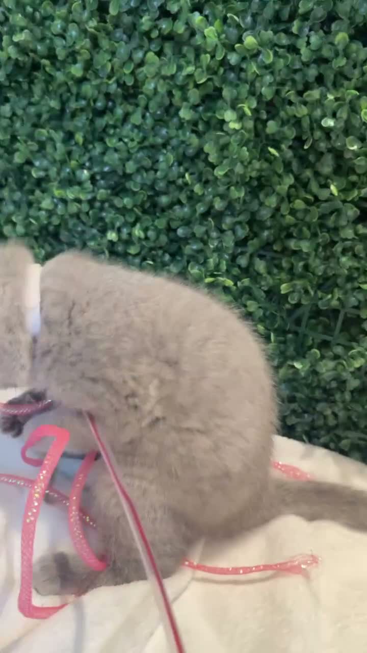 British Shorthair cats for sale: 💐British Shorthair Kittens (Blue)💐 - Video 1