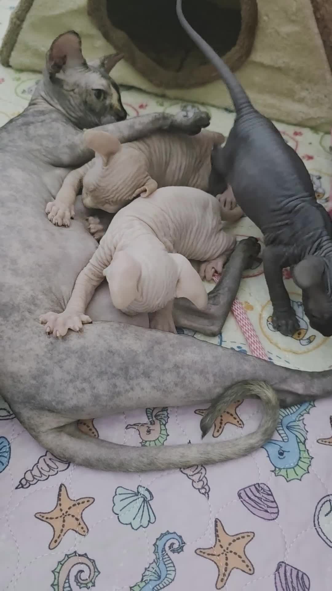 Sphynx cats for sale: Beautiful Canadian Sphynx Kittens Available 💎 - Video 1