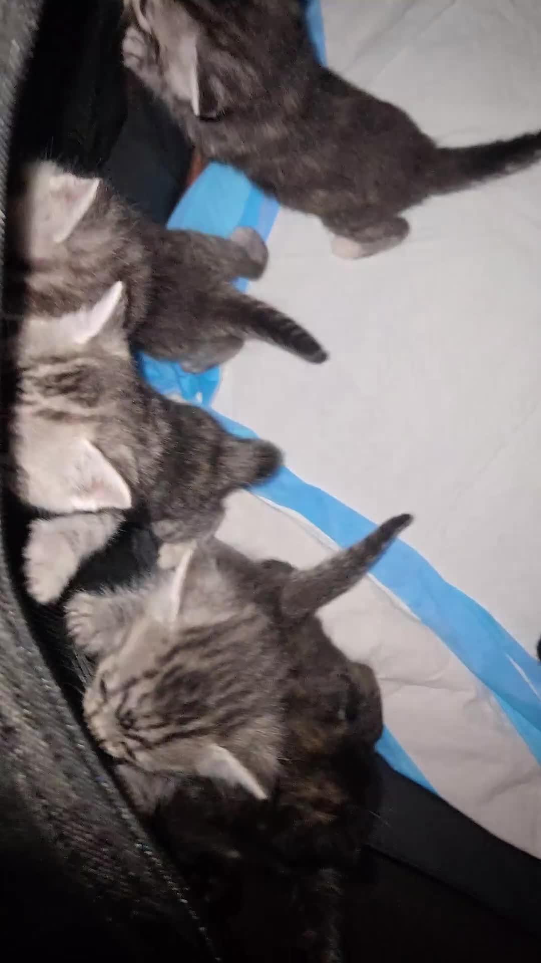 Mixed Breed cats for sale: Mother + 6 Kittens (All together)  - Video 2