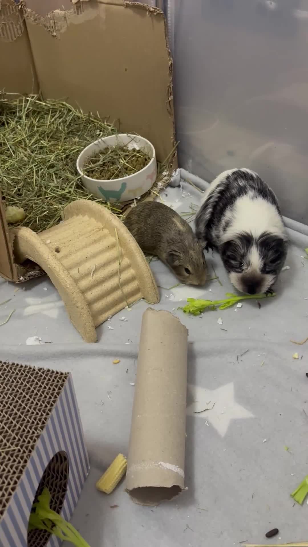 Guinea Pig rodents for sale: Female funky piggie - Video 1