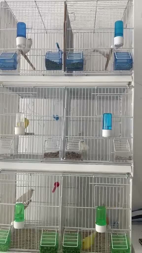 Canaries birds for sale: WaterSlagger canary in London - Video 1