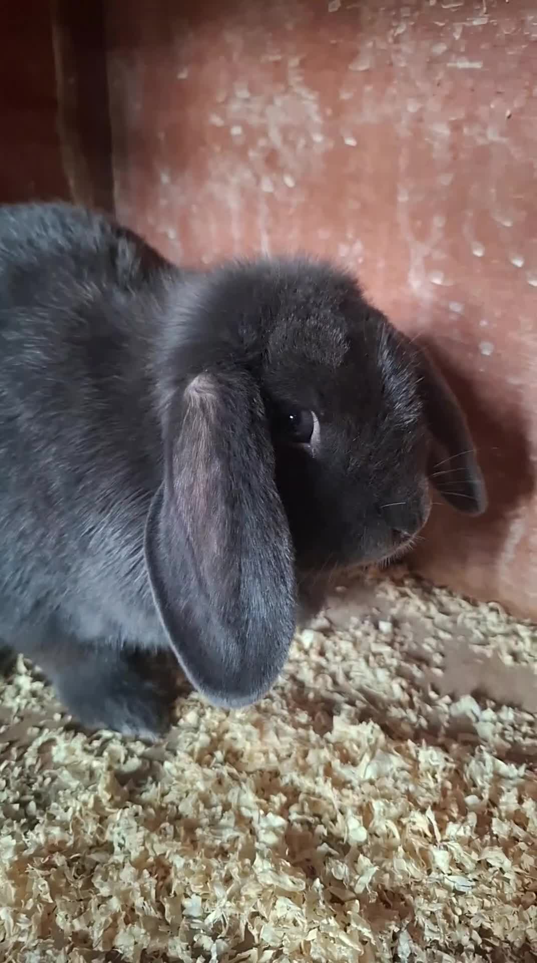 Mini Lop rabbits for sale: grey minlop doe for sale - Video 1