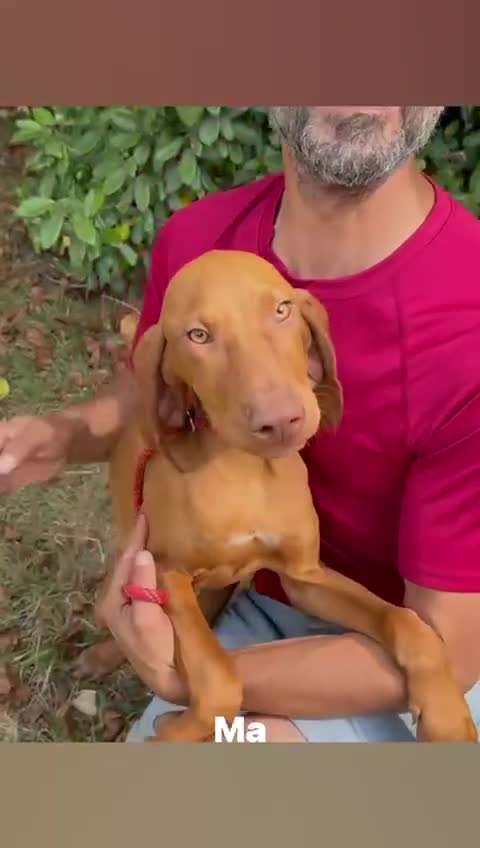 Hungarian Vizsla dogs for sale: Meet My Darling Senator our Velcro Boy - Video 1