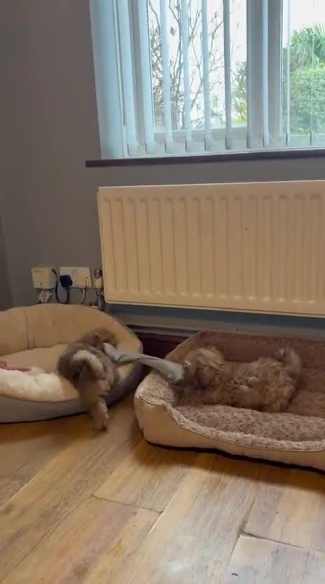 Shih Tzu dogs for sale: Last little girl available  - Video 2