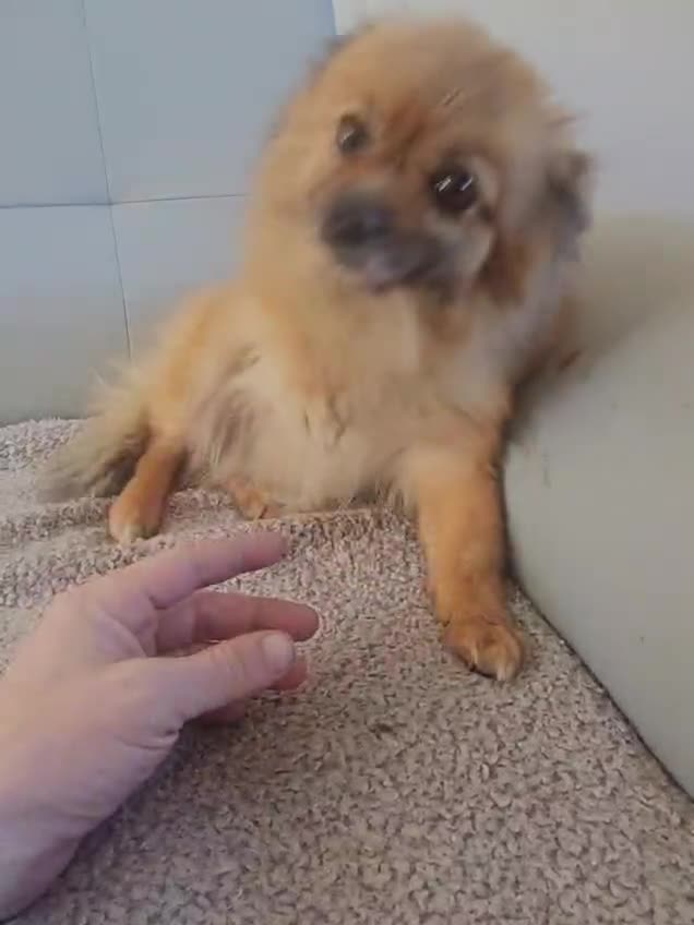 Pomeranian dogs for sale: Pomeranian female 2 years old - Video 1