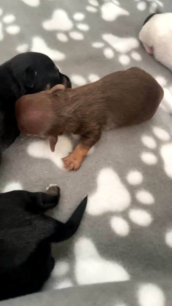 Jack Russell dogs for sale: #Readynow#Miniature Jack Yorkshire terrier pups in Sittingbourne - Video 1
