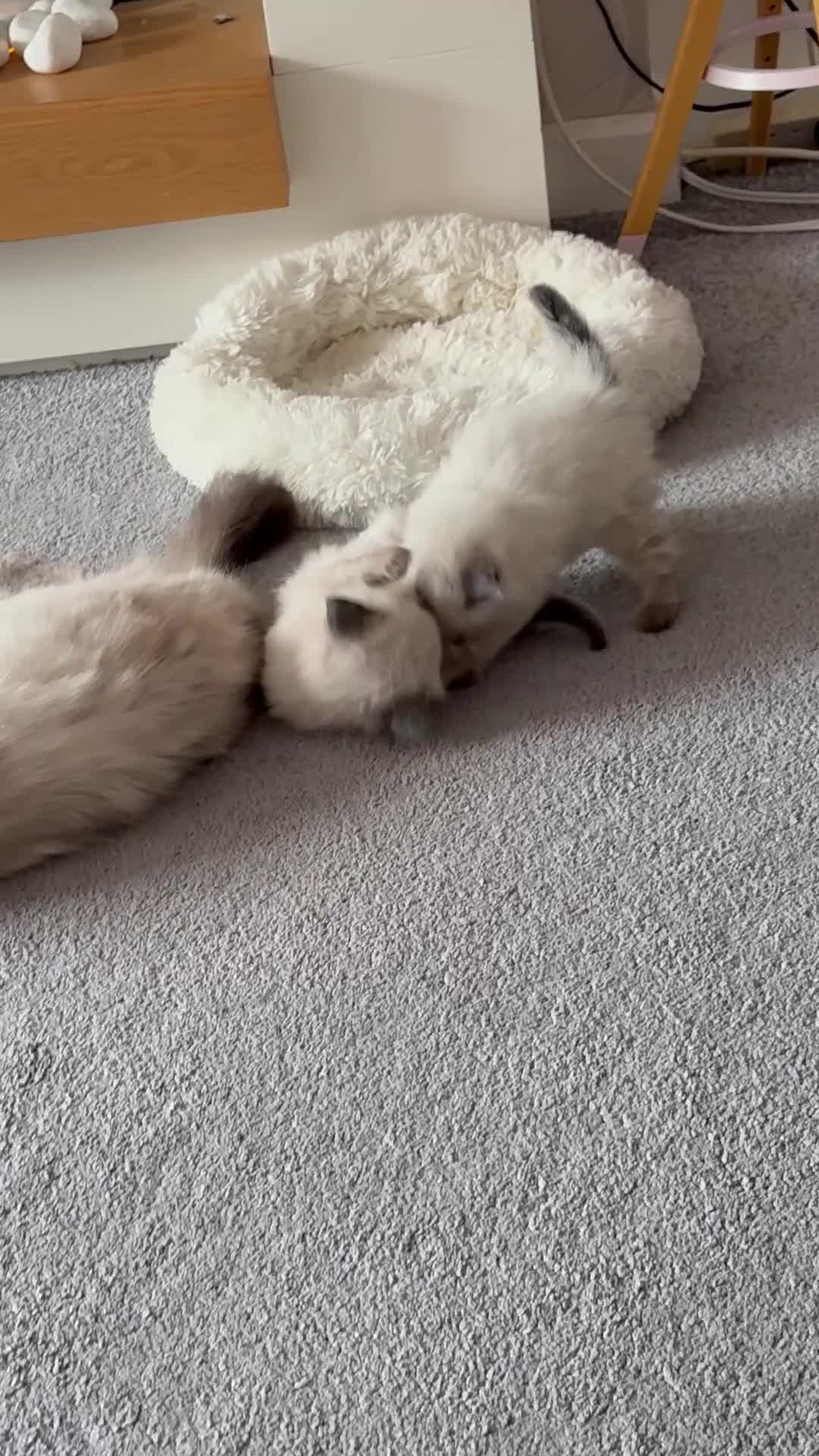 Ragdoll cats for sale: New kittens on the block  - Video 1