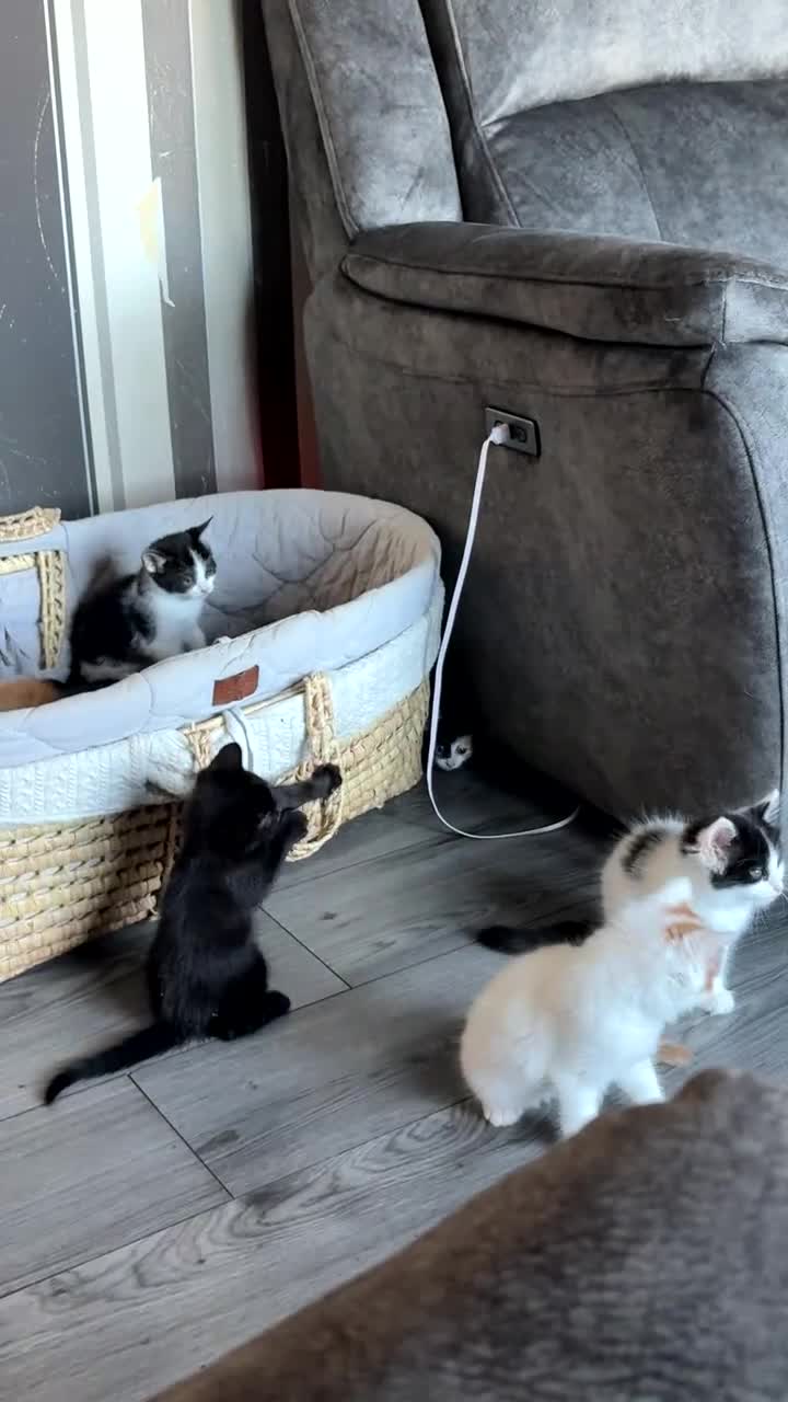 Domestic Shorthair cats for sale: 2 Black and White Kittens for sale - Video 1