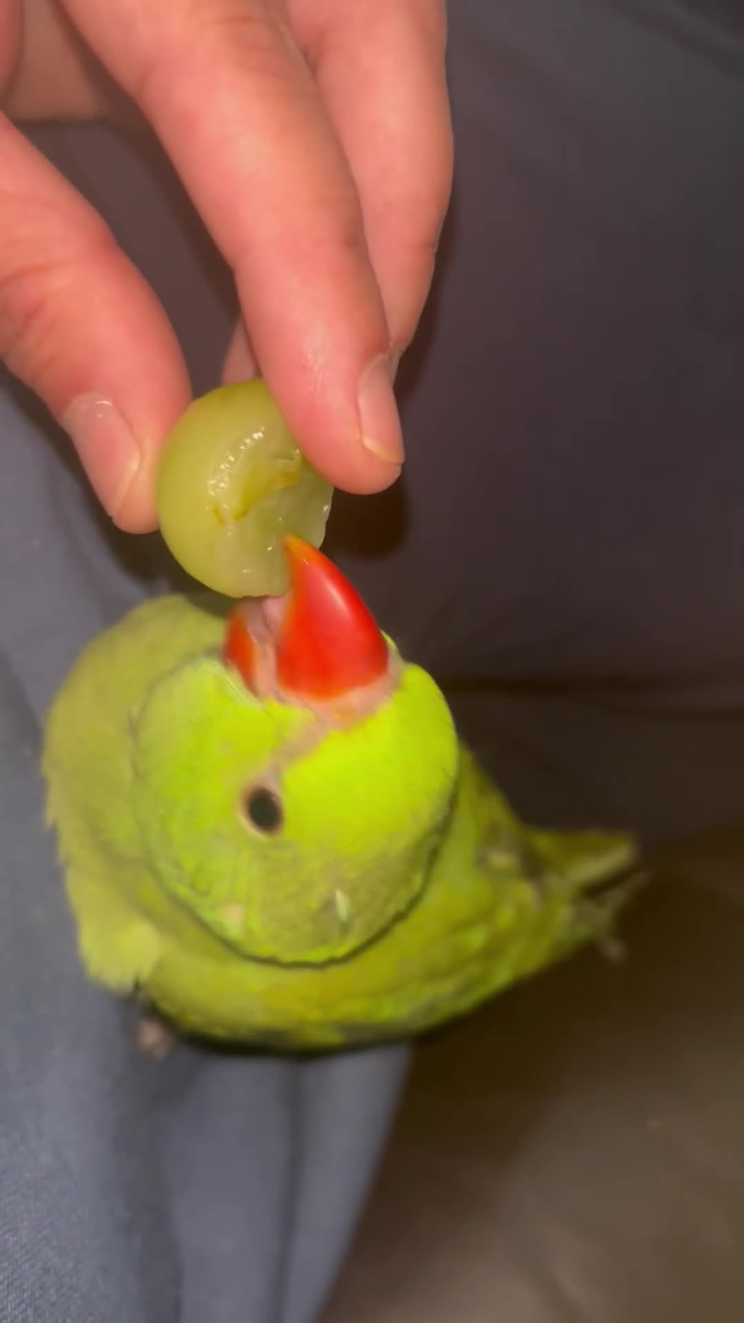 Ringnecks birds for sale: Hand Reared Green Indian Ringneck *READY NOW* - Video 3
