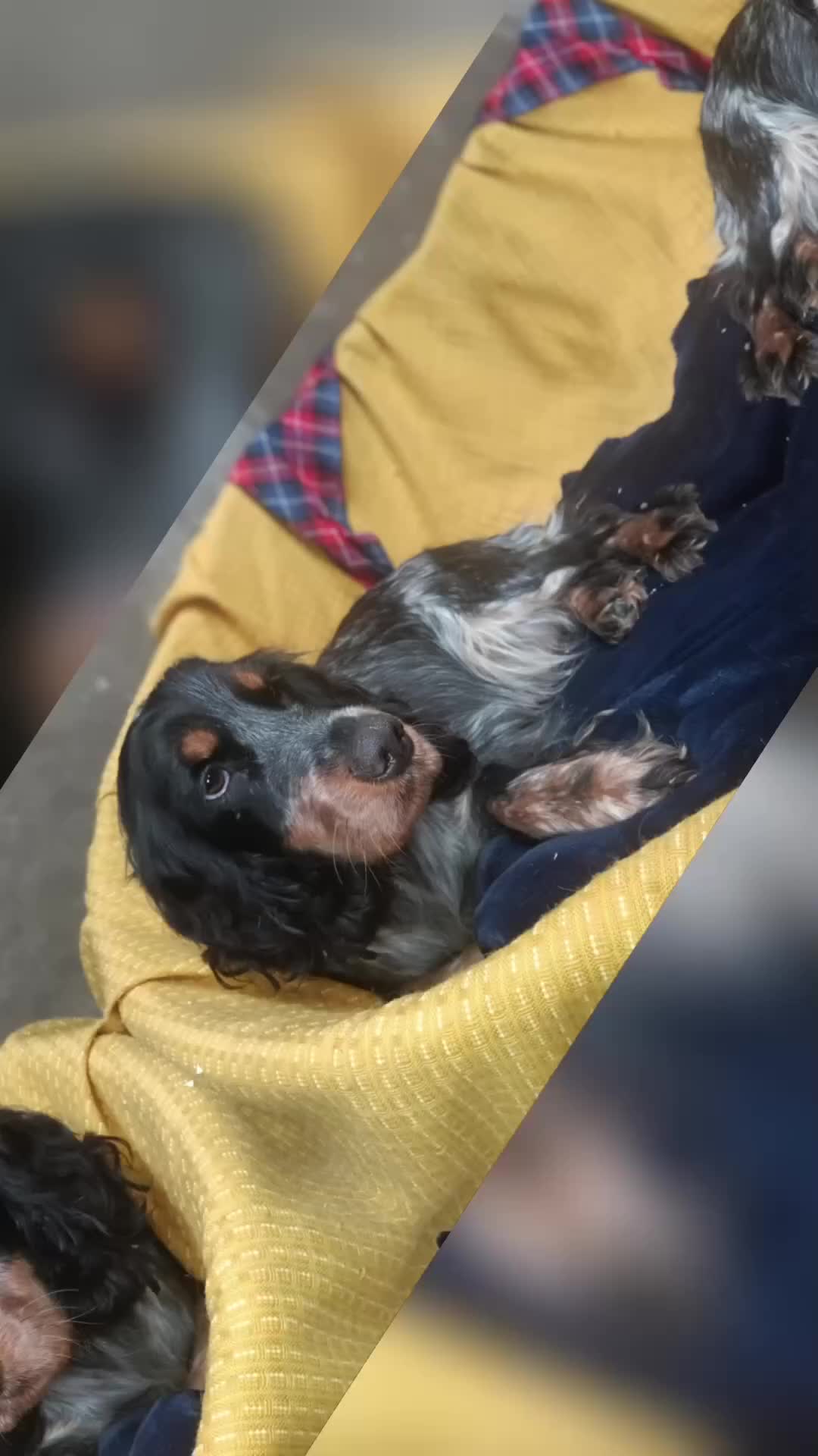Cocker Spaniel dogs for sale: Show Type blue/Tri/chocolate Roan Cocker Spaniels  - Video 1