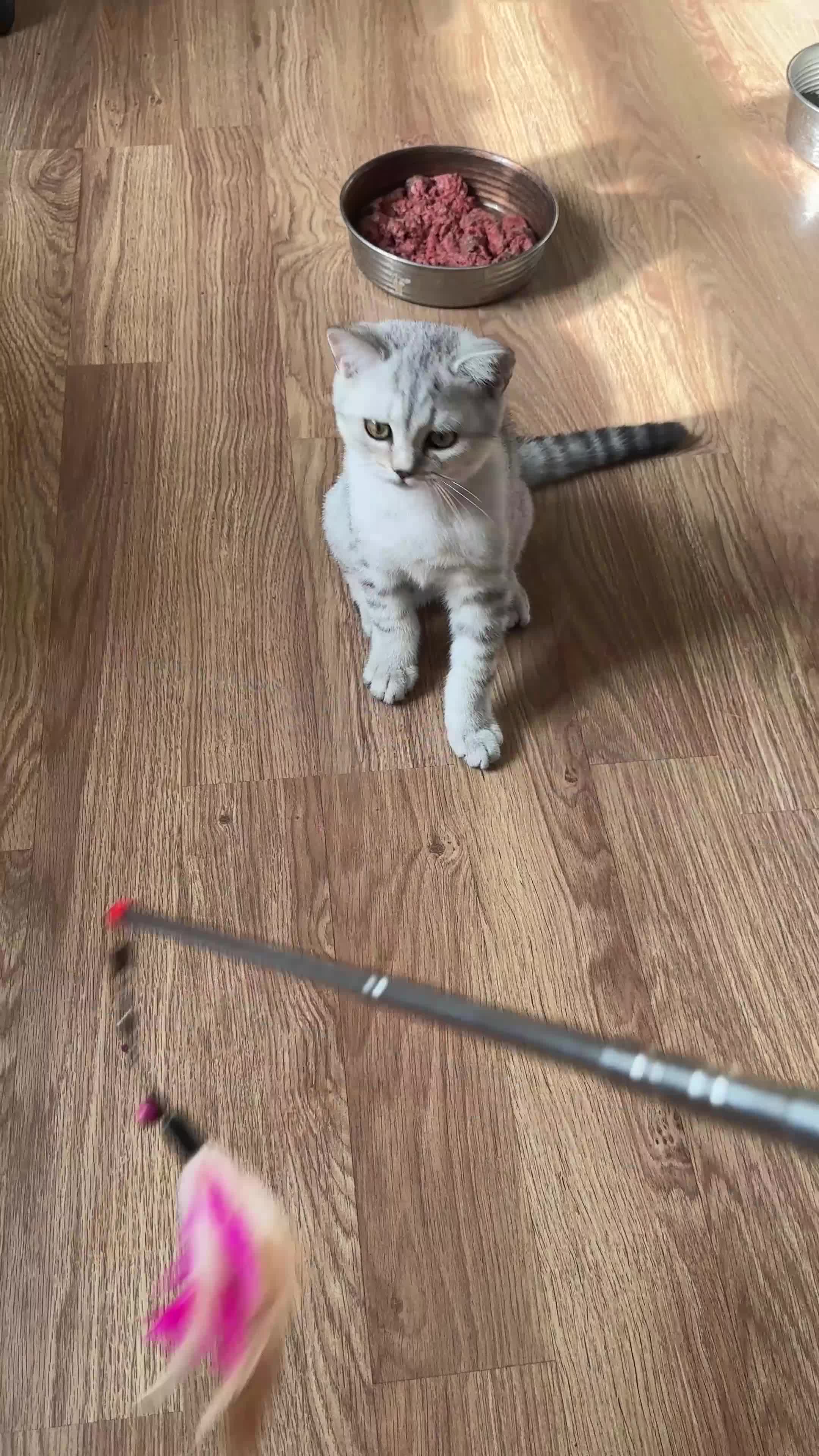 British Shorthair cats for sale: Gorgeous British Longhair & Shorthair Kittens - Video 4