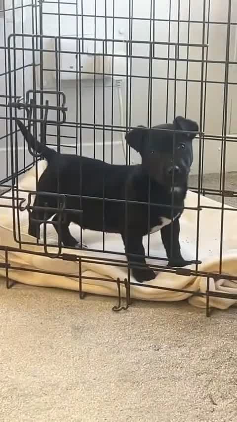 Jack Russell dogs for sale:  1 Jack Russel Puppie left  - Video 1