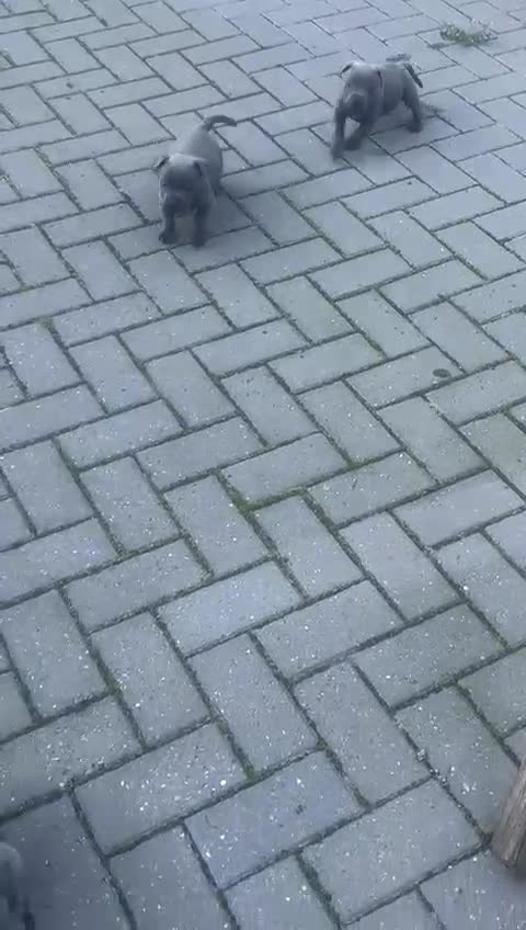 Staffordshire Bull Terrier dogs for sale: QUALITY CHUNKY PUPS - Video 1