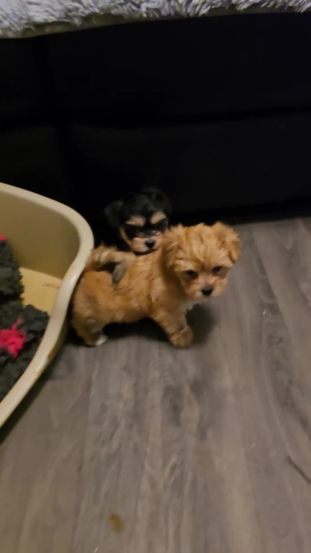 Morkie dogs for sale: Morkie puppies for sale - Video 3