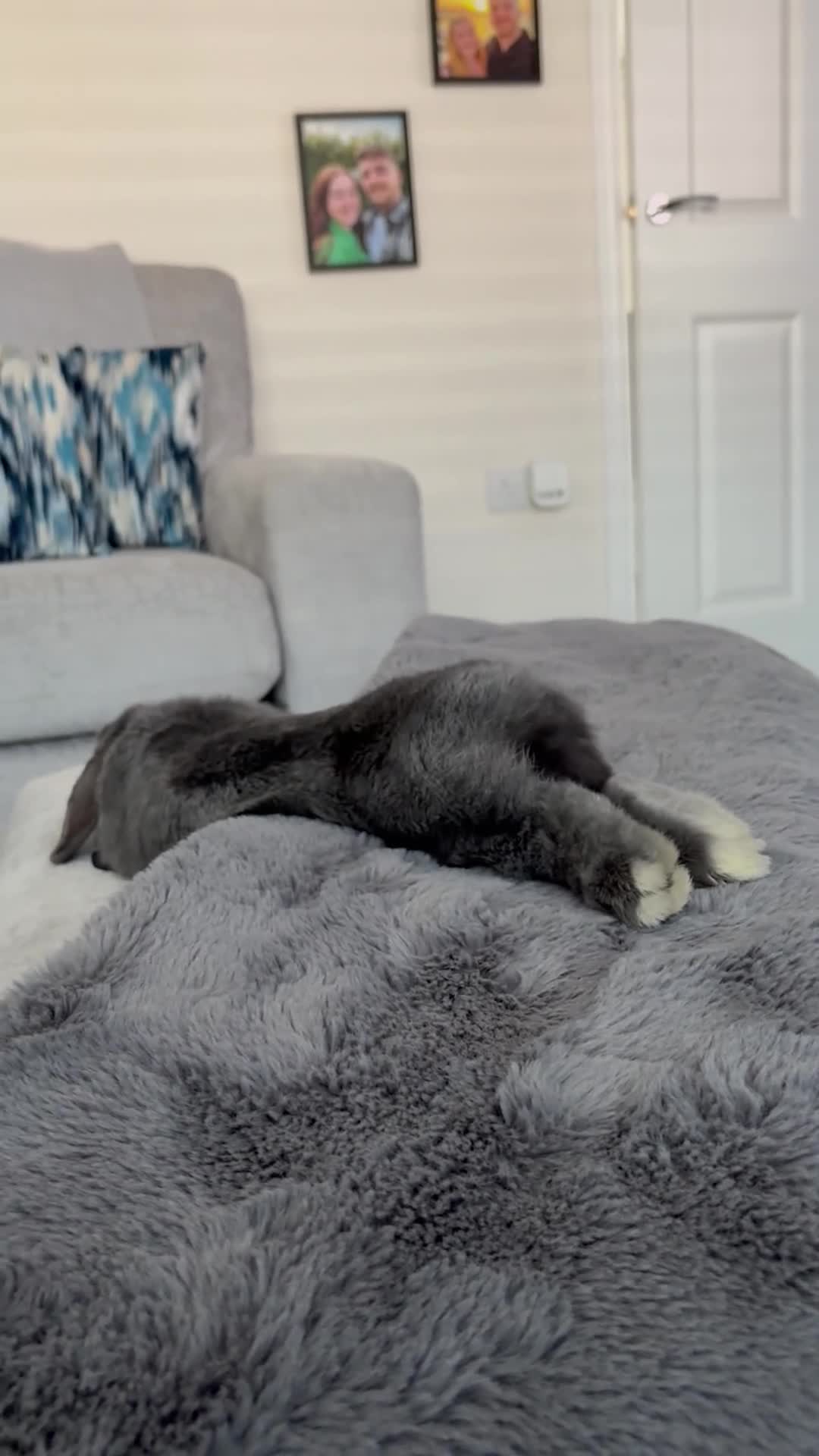 Dwarf Lop rabbits for sale: Mini Dwarf Lop  in Middlesbrough - Video 3