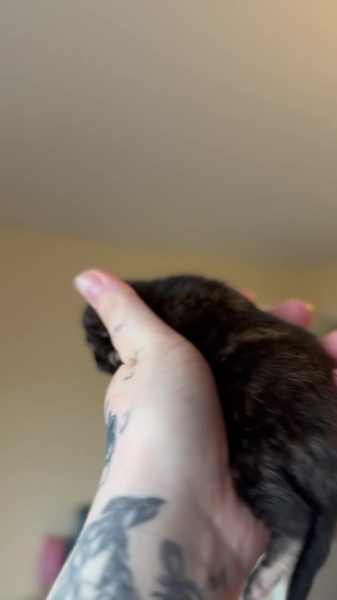 Domestic Shorthair cats for sale: 4 Stunning Baby Kittens – Ready to reserve  - Video 1