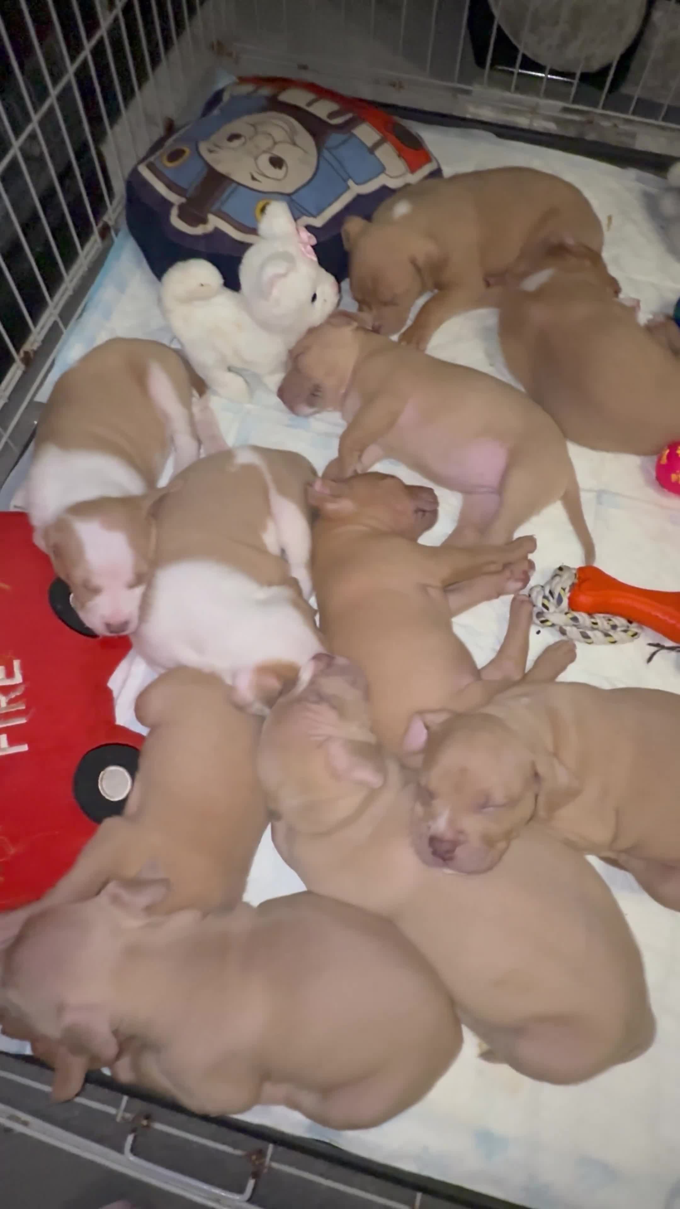 Mixed Breed dogs for sale: Puppies for sale  - Video 1