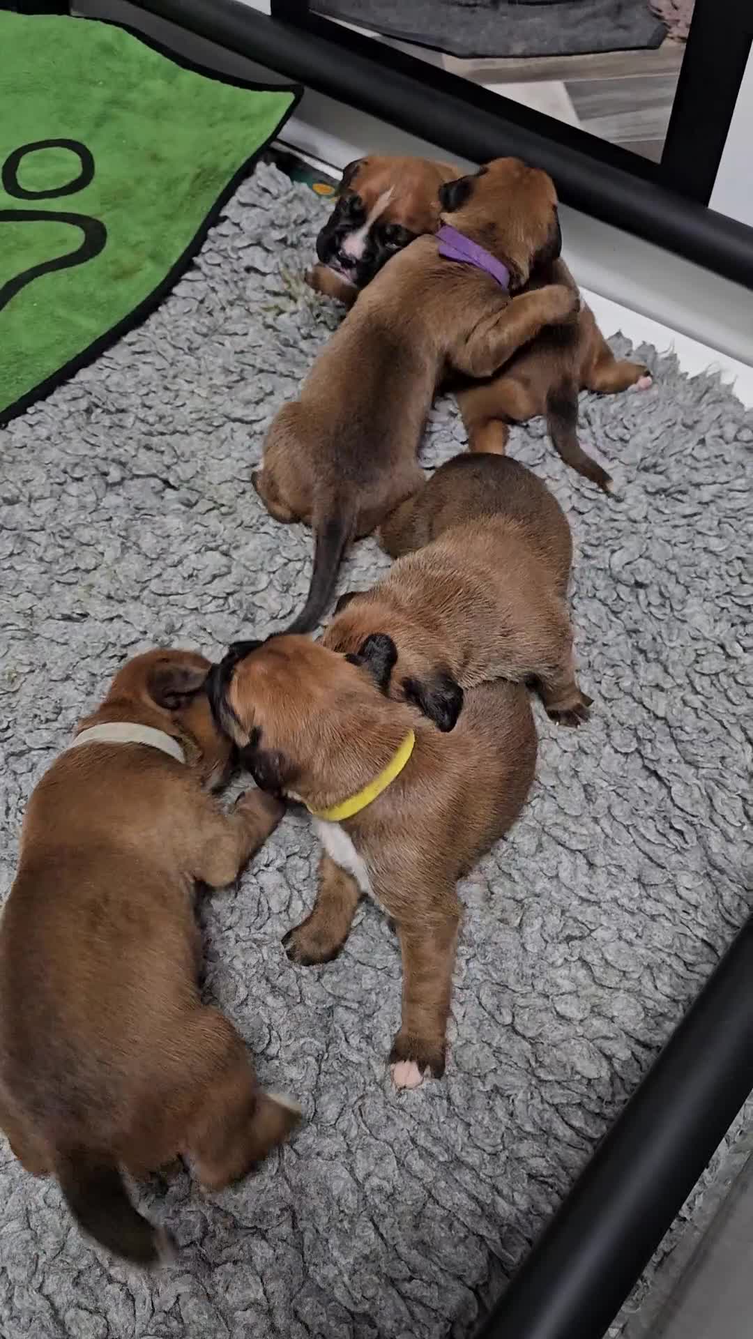 Boxer dogs for sale: BOXER BOBTAIL AND TAILED PUPPIES FOR SALE  - Video 1