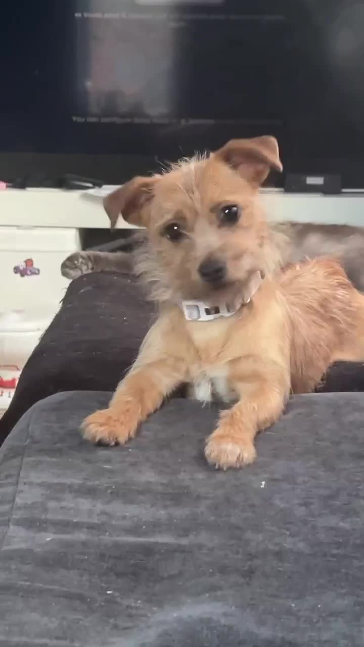 Mixed Breed dogs for sale: Small Jack russel cross  - Video 1