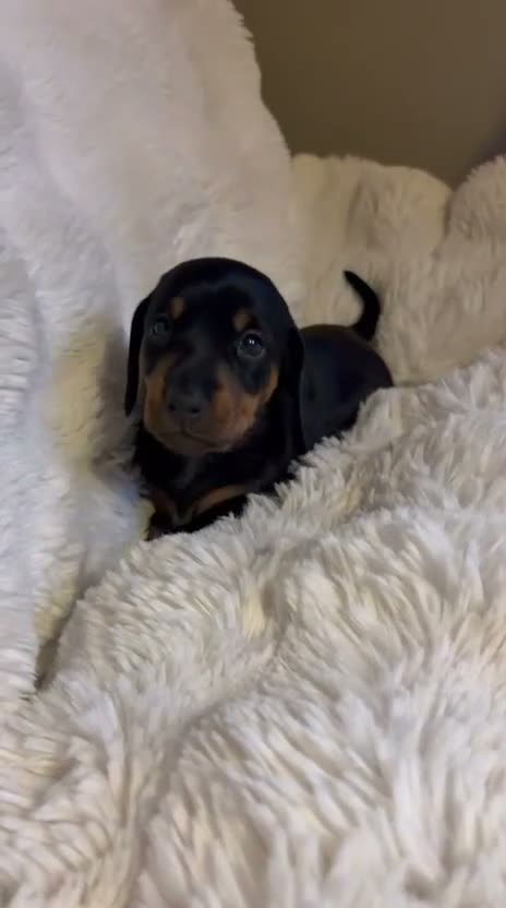 Dachshund dogs for sale: Beautiful Dachshund Puppies Ready for Loving Homes - Video 2