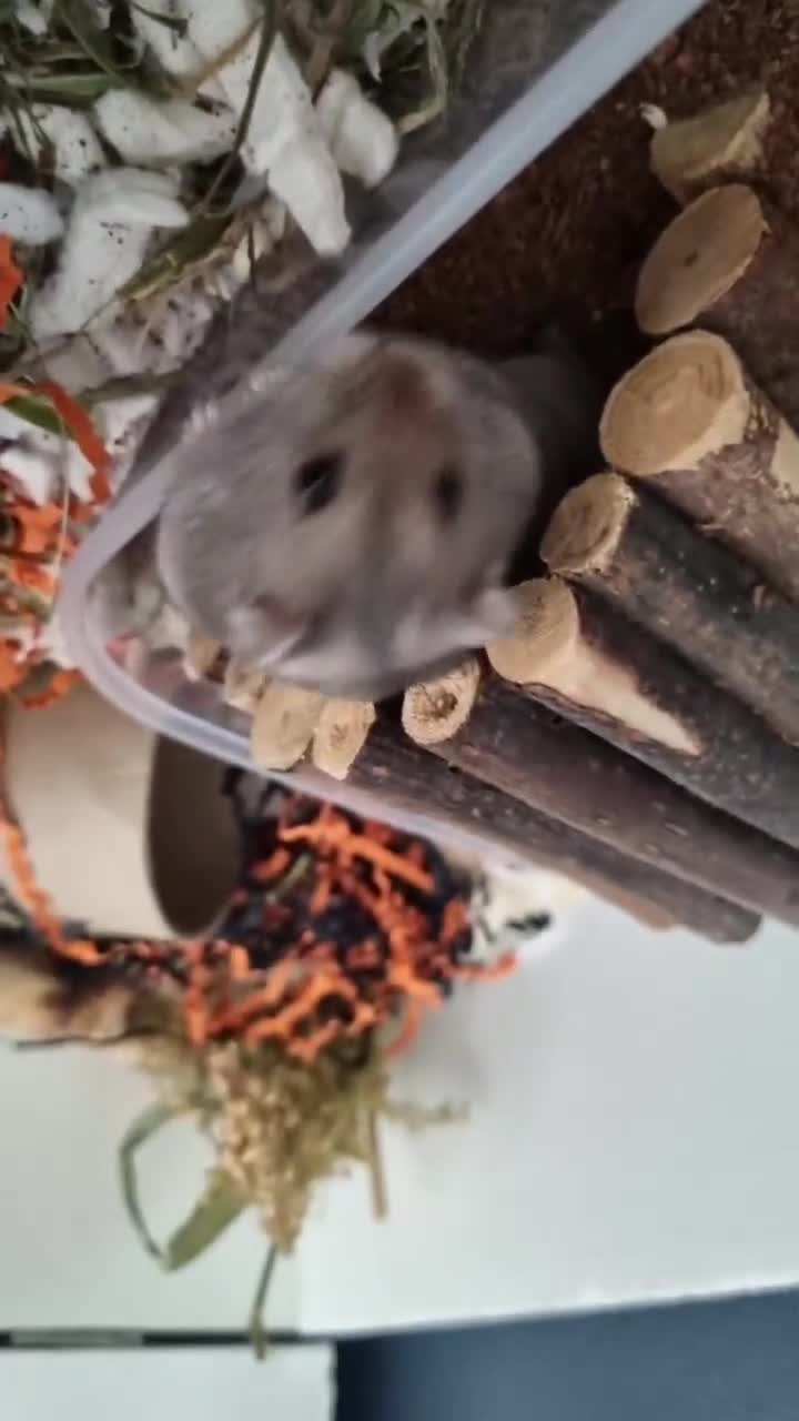Hamster rodents for sale: Dwarf hamster  - Video 2