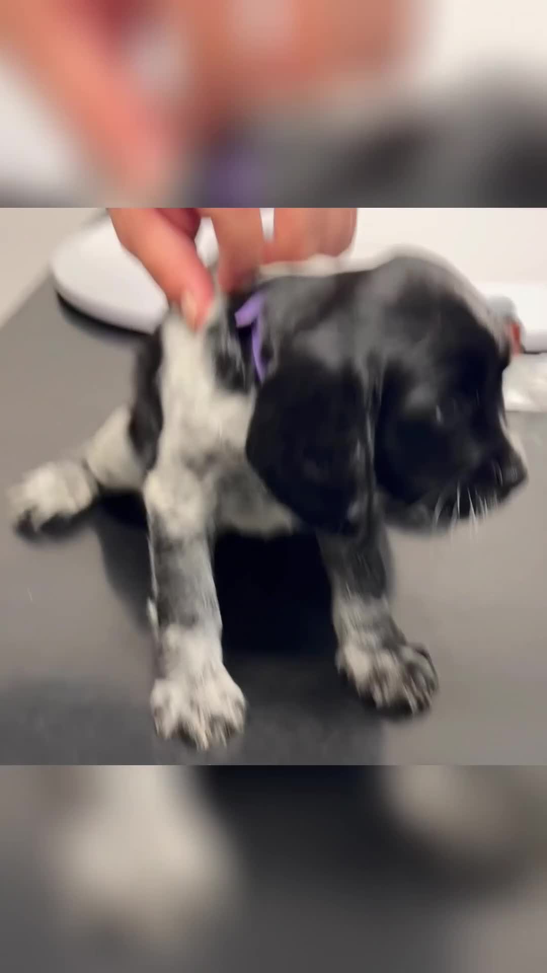 English Springer Spaniel dogs for sale: 2 springer spaniel puppies for sale  in Preston - Video 2